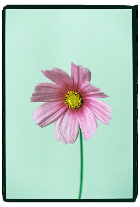 Flower studies